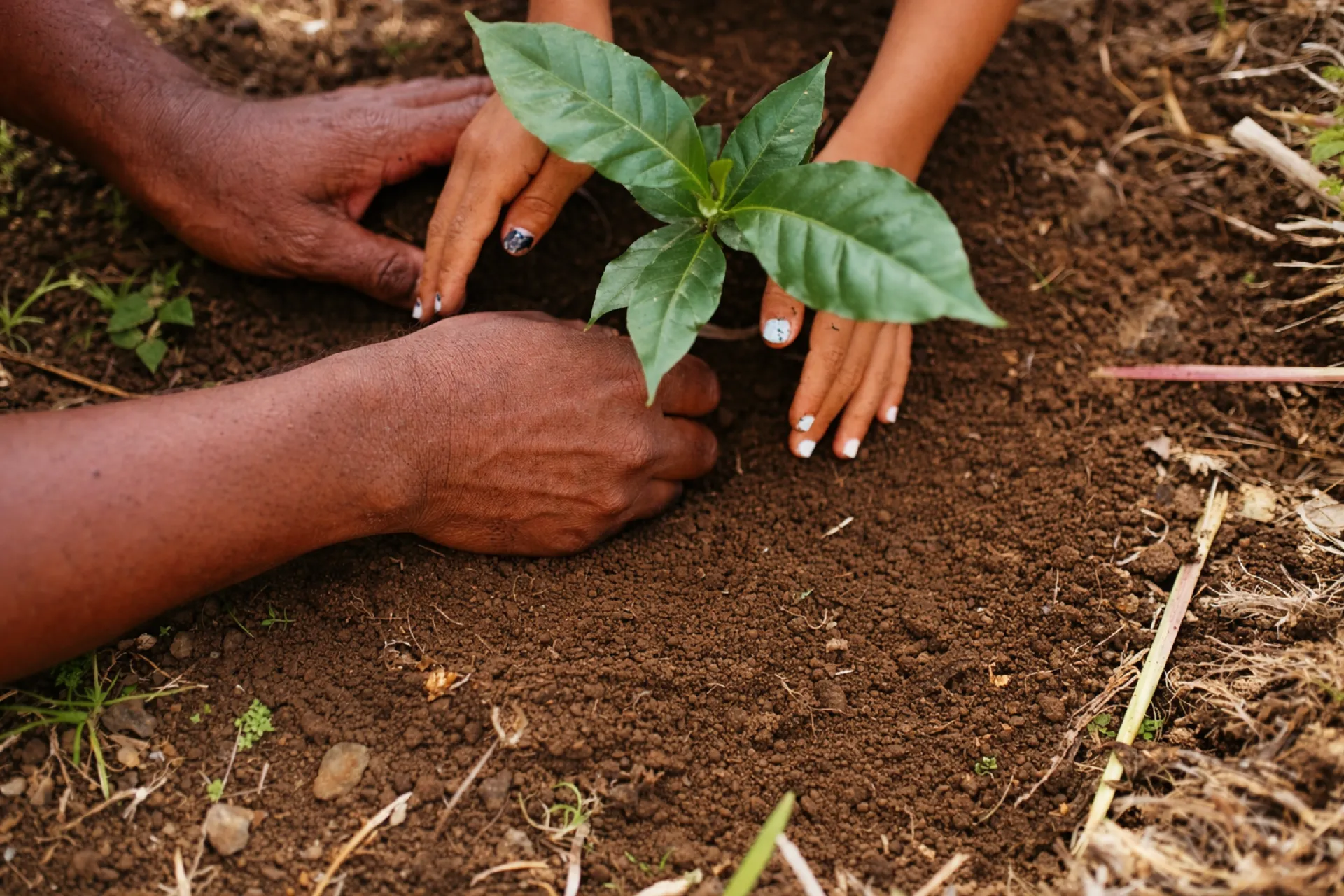 Couple planting a tree together